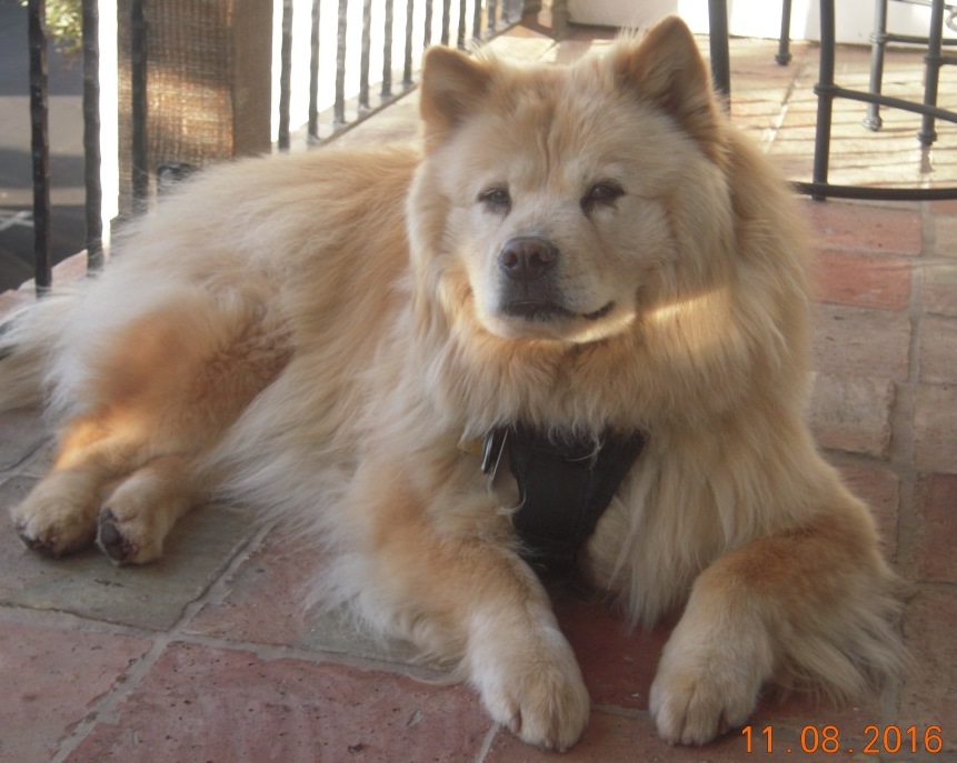 pomeranian chow chow